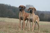 DOGUE ALLEMAND 709